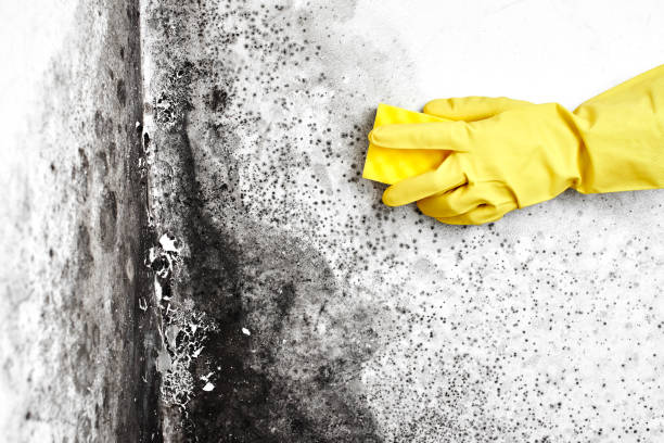 Best Emergency Mold Removal  in Greenup, IL