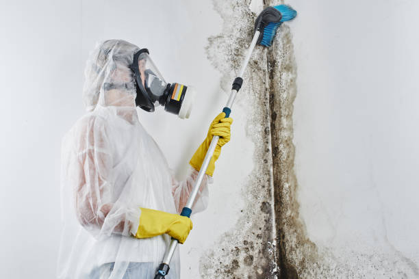 Best Certified Mold Removal  in Greenup, IL