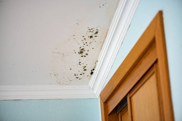Best Toxic Mold Removal  in Greenup, IL