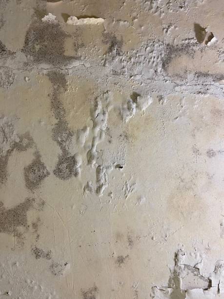 Best Commercial Mold Removal  in Greenup, IL