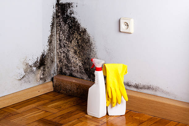 Best Crawl Space Mold Removal  in Greenup, IL