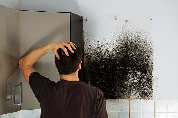 Best Emergency Mold Removal  in Greenup, IL