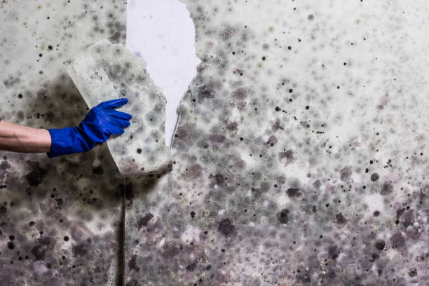 Best Home Mold Removal  in Greenup, IL