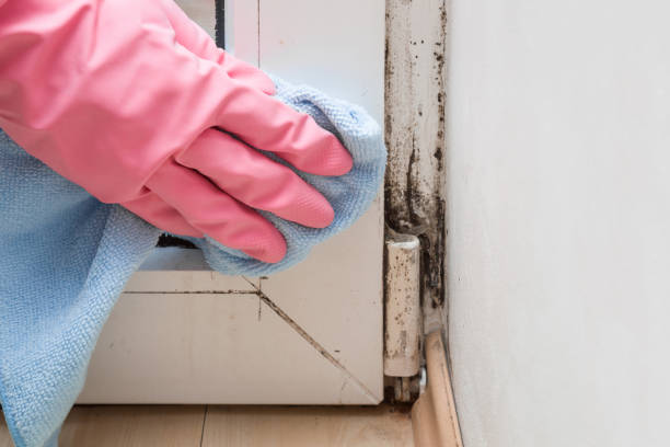 Best Toxic Mold Removal  in Greenup, IL